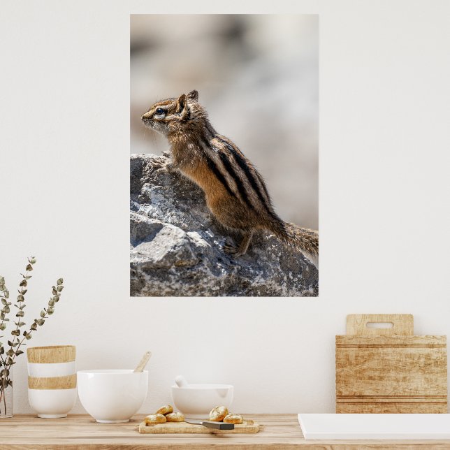 Poster Curious Brown Chipmunk in Alberta (Cozinha)