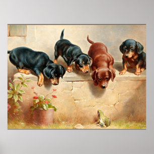 Poster Curious Dachshund Puppies and a Frog