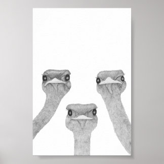Poster Curious Ostriches