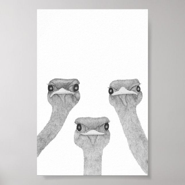 Poster Curious Ostriches (Frente)