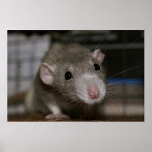 Poster Curious Rat