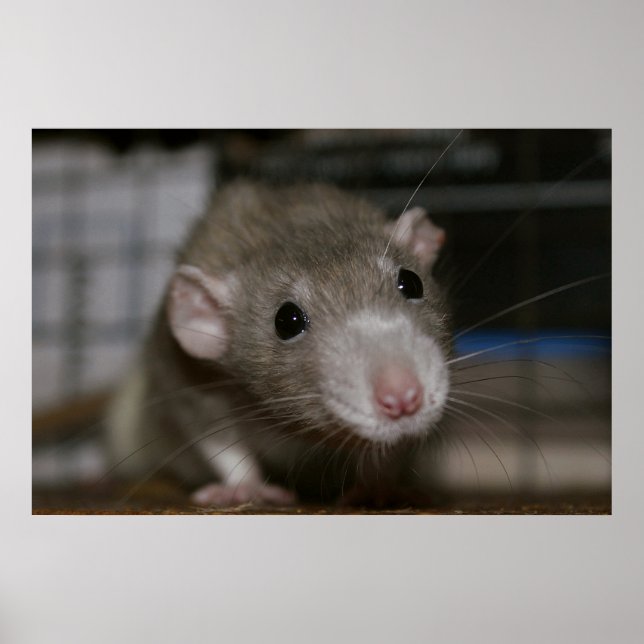 Poster Curious Rat (Frente)