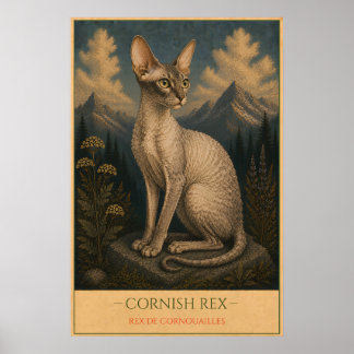 Poster Curled Elegance: Cornish Rex