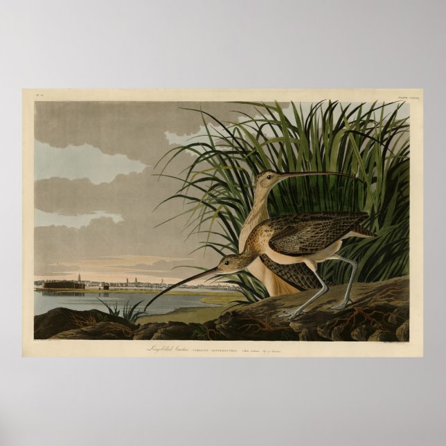Poster Curlew de bico longo das Aves da América de Audubo (Frente)