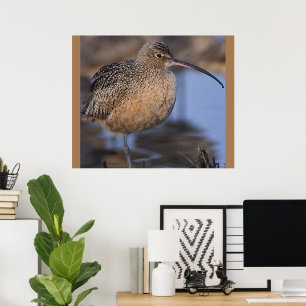 Poster Curlew de Faturação Longa