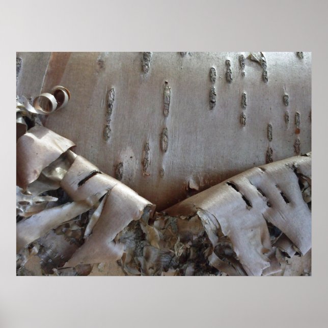 Poster Curly Birch Bark Tree Rustic (Frente)