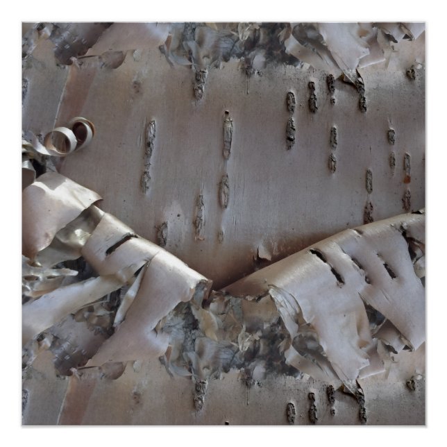 Pôster Curly Birch Bark Tree Rustic (Frente)