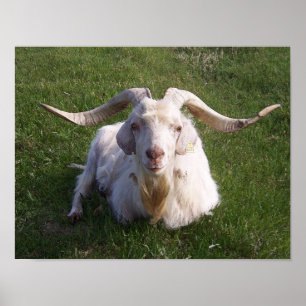 Pôster Curly Horn Goat