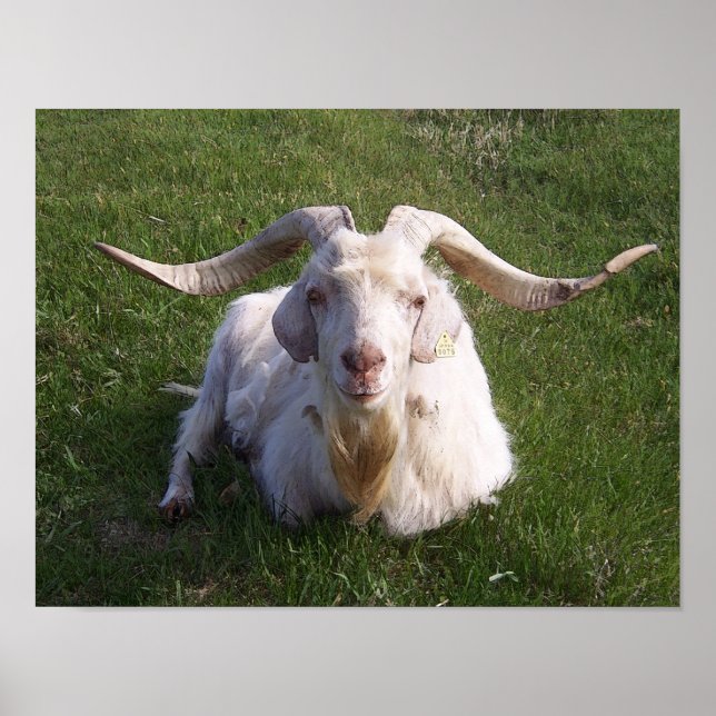 Pôster Curly Horn Goat (Frente)