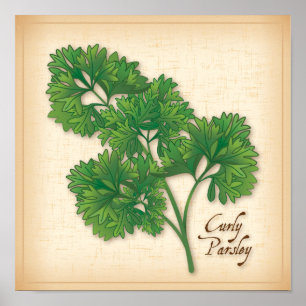 Poster Curly Parsley Herb
