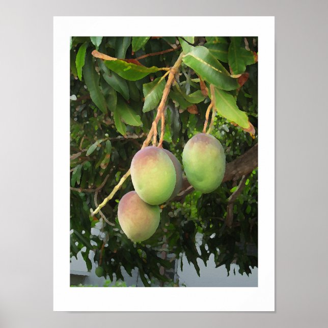 Poster Curva (Frente)