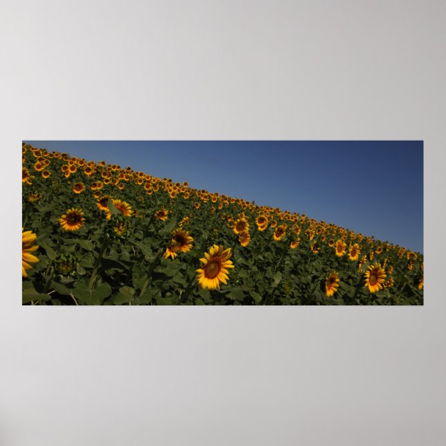 Pôster Curvatura (Frente)