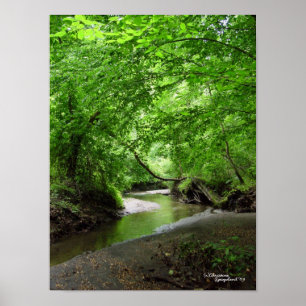 Poster Curvy tranquilo da floresta do córrego