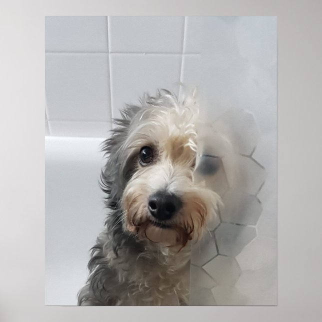 Poster Custa Adorável Terra Ocidental, Terrier Branco Em  (Frente)