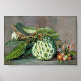Poster Custard Apple - Marianne North
