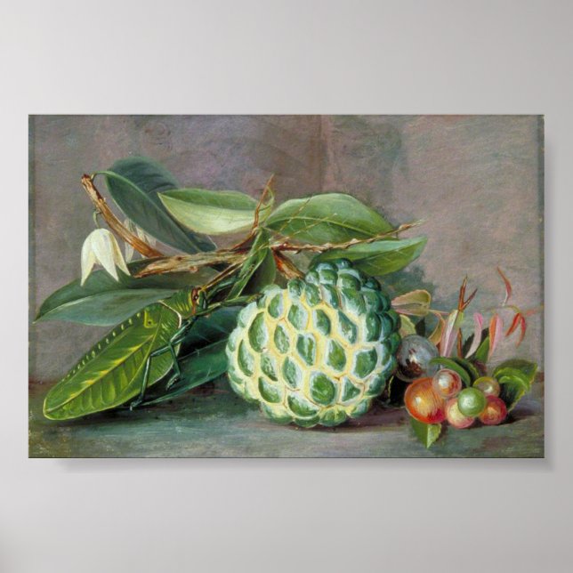 Poster Custard Apple - Marianne North (Frente)