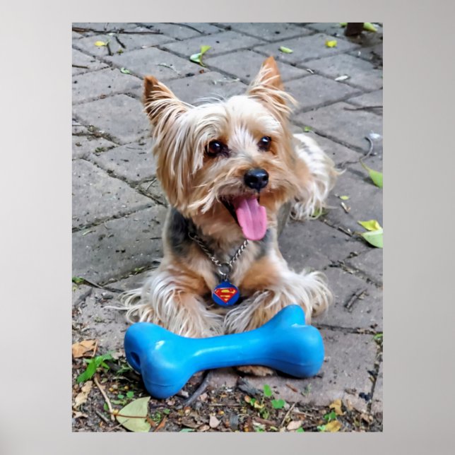 Poster Cut Terrier (Frente)