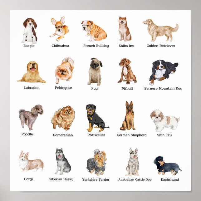 Poster cute 20 dog breeds (Frente)