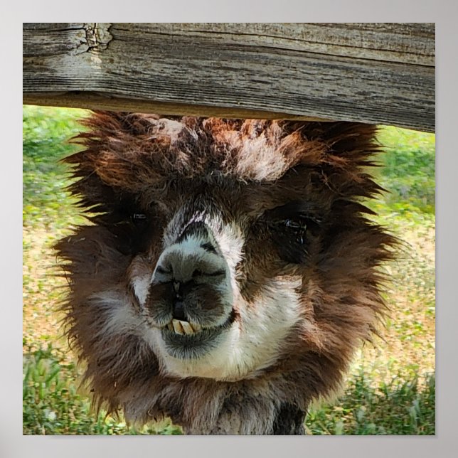 Poster Cute Alpaca (Frente)