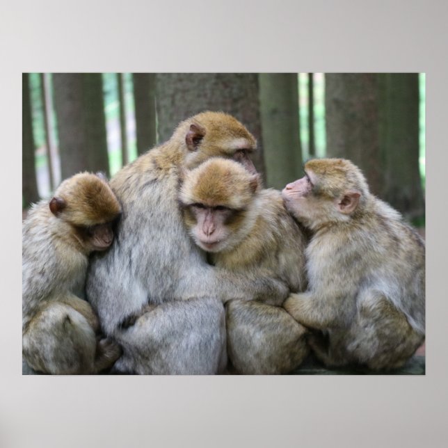 Poster Cute Ape Family Group Hug Photograph (Frente)