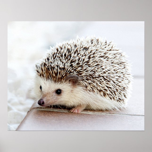 Poster Cute Baby Hedgehog Personalizável (Frente)