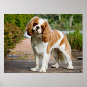 Poster Cute Blenheim Cavalier King Charles Spaniel Puppy