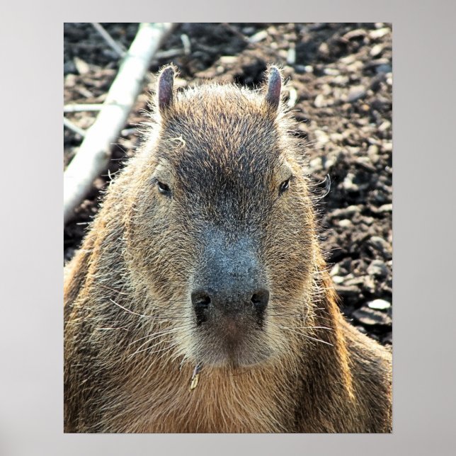 POSTER CUTE CAPYBARA (Frente)