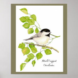 Poster Cute Chickadee Bird in Poplar Tree  Sweet friendly