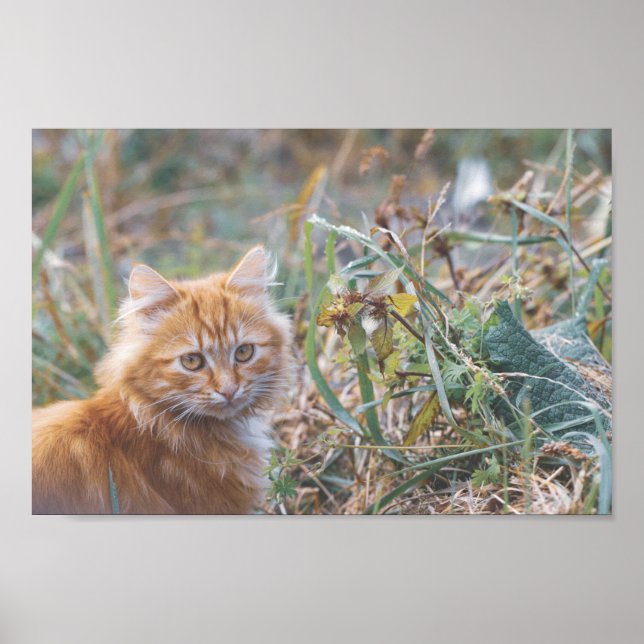 Poster Cute Funky Ginger Cat Kitten Face (Frente)