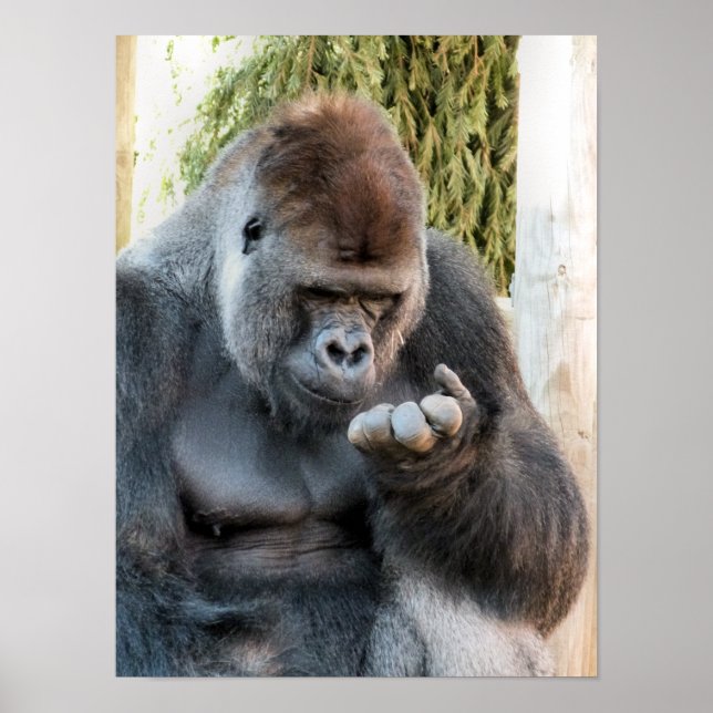 POSTER CUTE GORILLA (Frente)