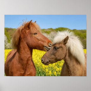Poster Cute Icelandic Horses Cuddle in a Spring Meadow -