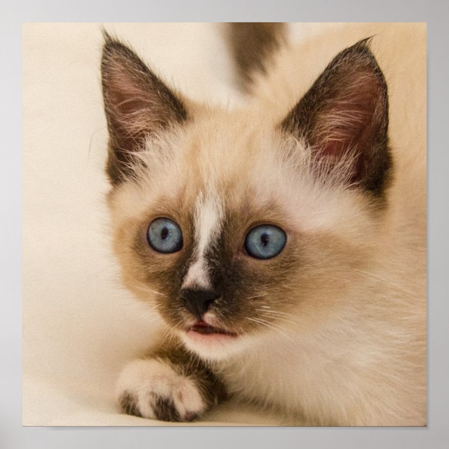 Poster Cute Kitten with Blue Eyes (Frente)