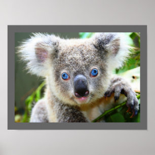 Poster Cute Koala Bear