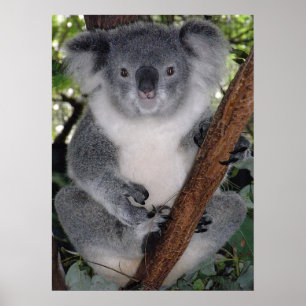 Pôster Cute Koala Destino Zazzle Aussi Outback