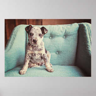 Poster Cute Little Puppy On Teal Chair
