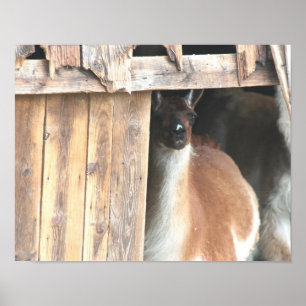 Poster Cute Llama Em Animal De Fazenda