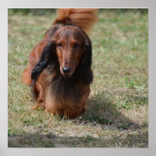 Poster Cute Long Haired Daschund (Frente)