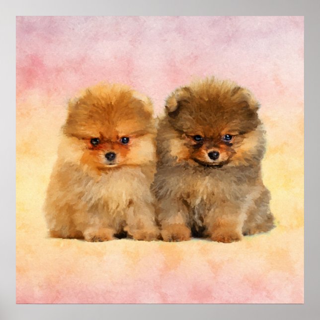 Poster Cute Pomeranian Alemães (Frente)