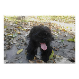 Pôster Cute Puppy Alert