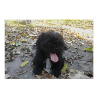 Pôster Cute Puppy Alert