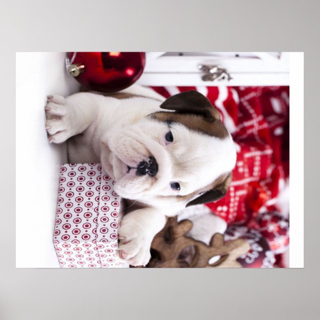 Poster Cute Puppy English Buldogue | Natal engraçado (Frente)