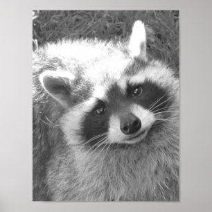 Pôster Cute Raccoon