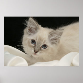 Pôster Cute Ragdoll kitten