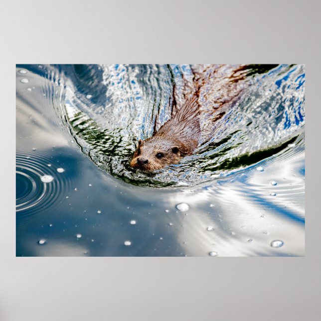 POSTER CUTE SEAL SWIMMING (Frente)