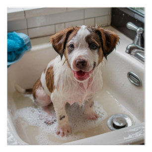 Pôster Cute Soape Molhado Puppy Bath Poster Wall Art