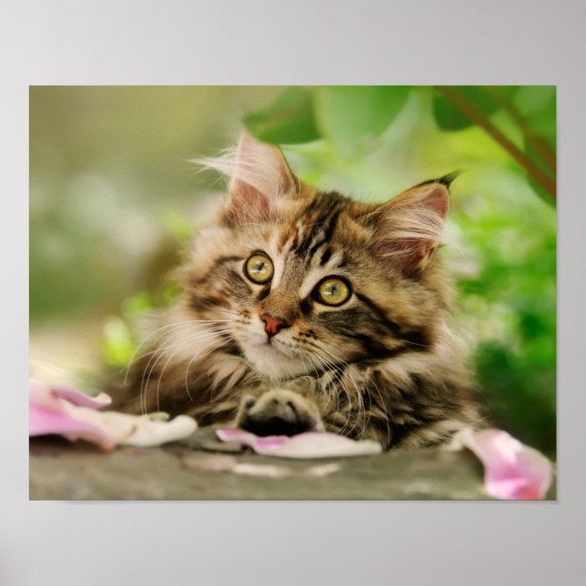 Poster Cute Tabby Maine Coon Cat Kitten Fluffy Head Photo (Frente)