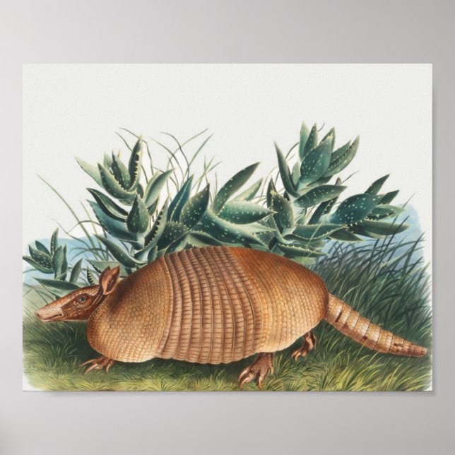 Poster Cute Vintage Armadillo Illustration (Frente)