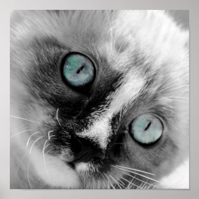 Poster Cute White Kitten with Blue Eyes (Frente)