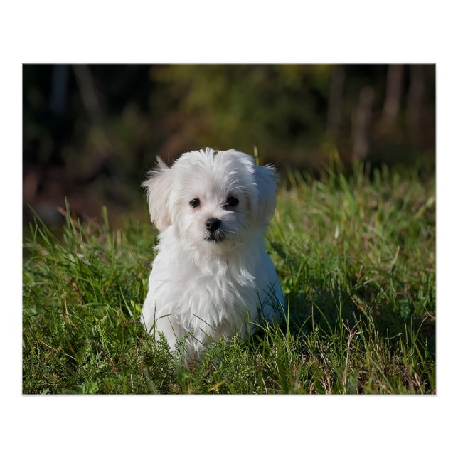 Pôster Cute white puppy (Frente)