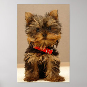 Poster Cute Yorkshire Terrier